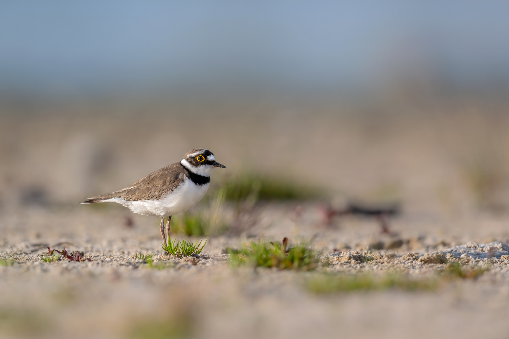 Flussregenpfeifer (Charadrius dubius)