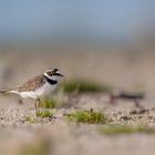 Flussregenpfeifer (Charadrius dubius)