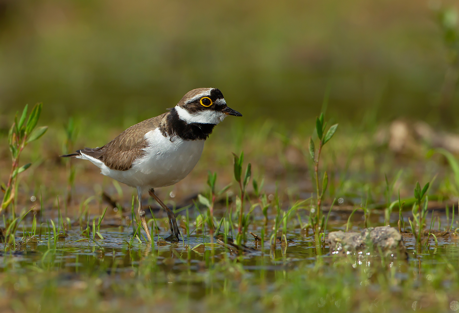 Flussregenpfeifer (Charadrius dubius)