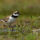 Flussregenpfeifer (Charadrius dubius)