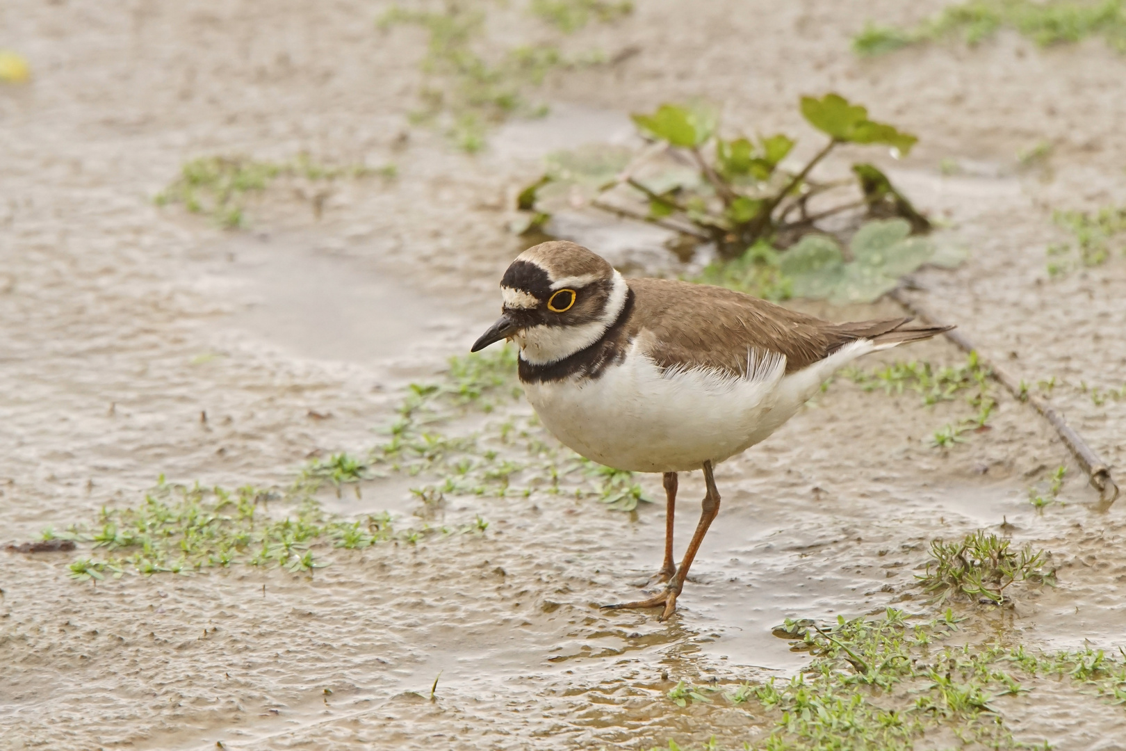 Flußregenpfeifer (Charadrius dubius)