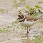 Flußregenpfeifer (Charadrius dubius)