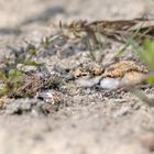 Flussregenpfeifer (Charadrius dubius)