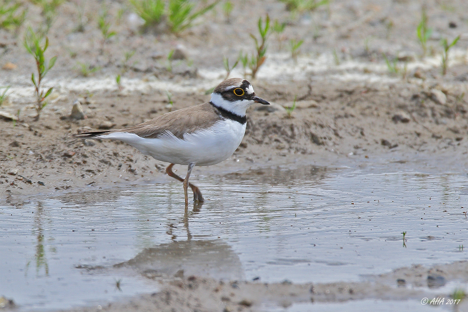 Flussregenpfeifer (Charadrius dubius)