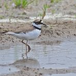 Flussregenpfeifer (Charadrius dubius)