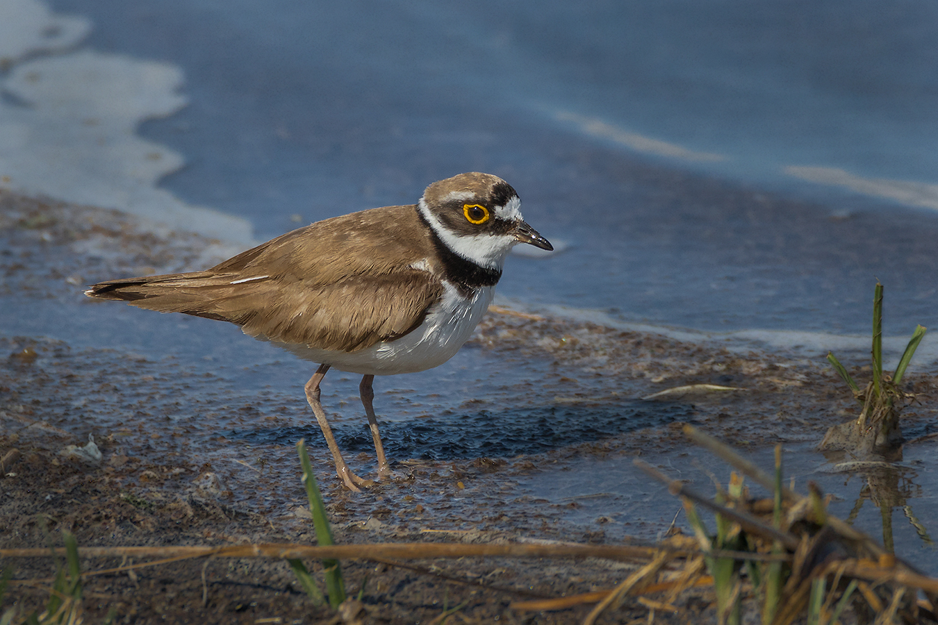 Flussregenpfeifer (Charadrius dubius)