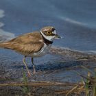 Flussregenpfeifer (Charadrius dubius)