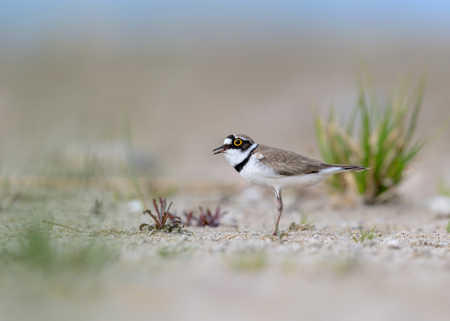 Flussregenpfeifer (Charadrius dubius) 