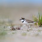 Flussregenpfeifer (Charadrius dubius) 