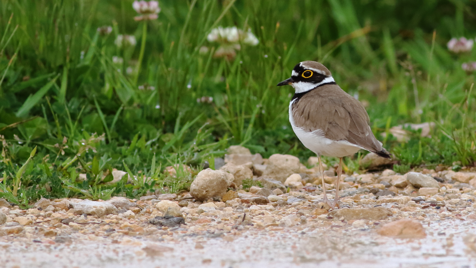 Flussregenpfeifer (Charadrius dubius) 