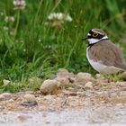 Flussregenpfeifer (Charadrius dubius) 