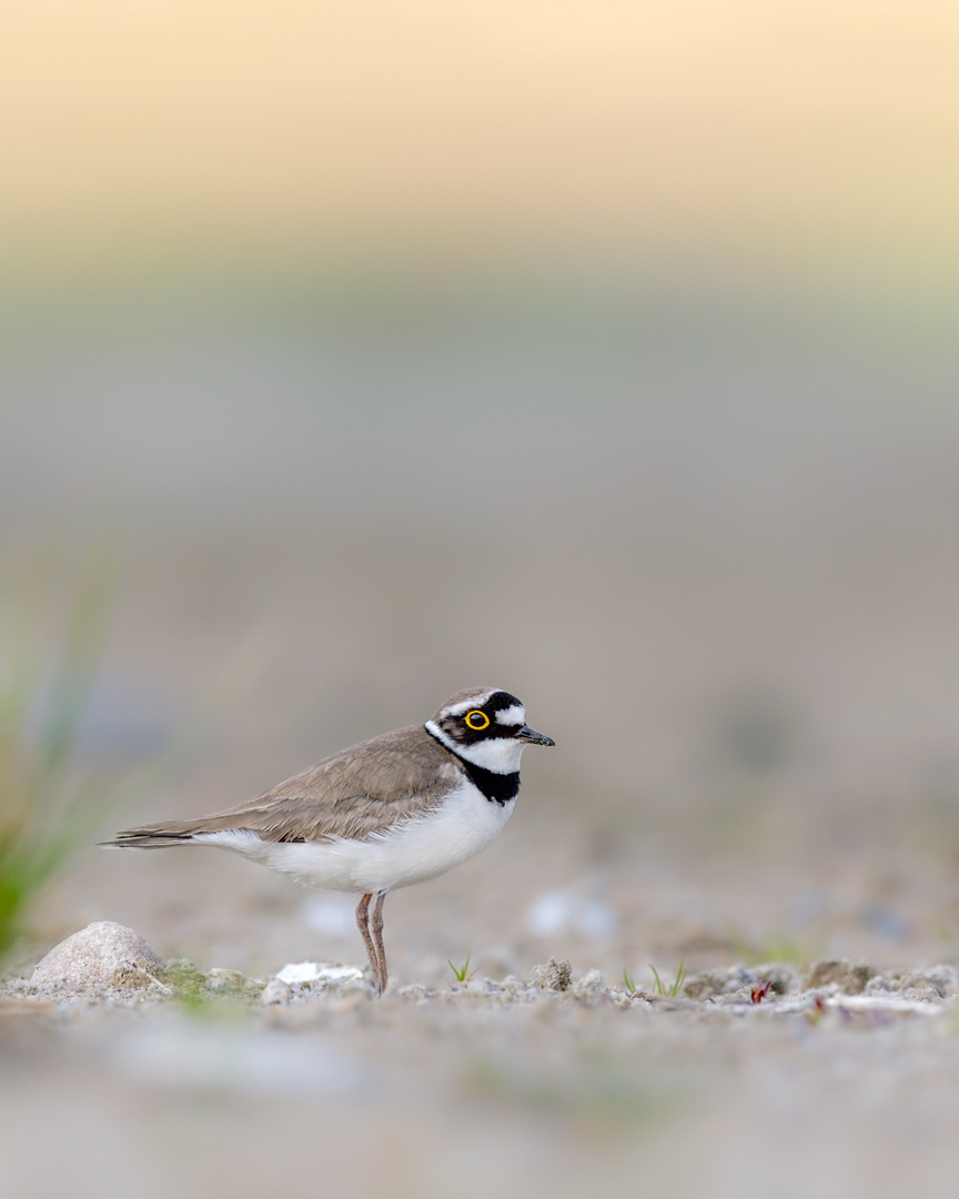 Flussregenpfeifer (Charadrius dubius) 