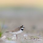 Flussregenpfeifer (Charadrius dubius) 