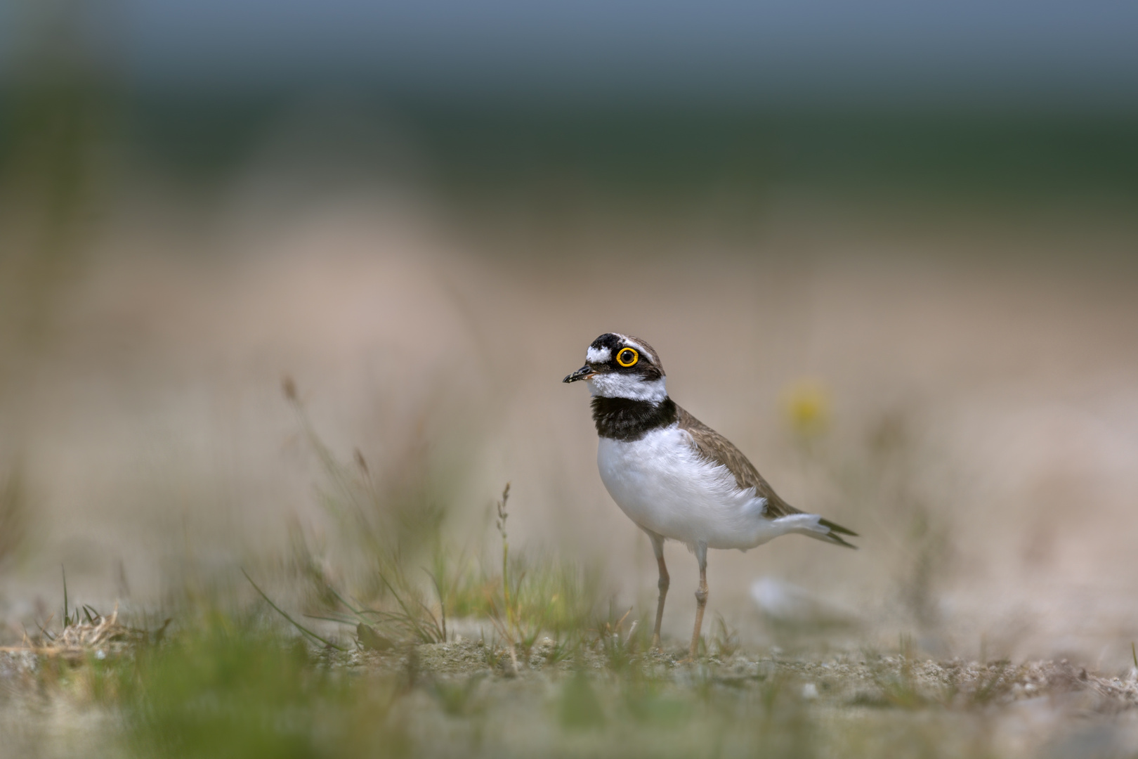 Flussregenpfeifer (Charadrius dubius)