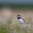 Flussregenpfeifer (Charadrius dubius)