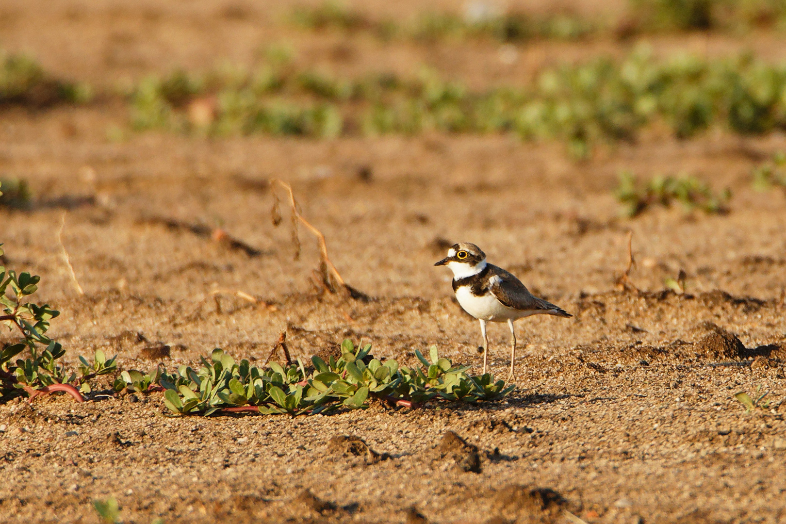 Flussregenpfeifer (Charadrius dubius)