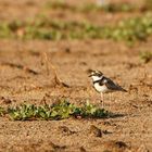 Flussregenpfeifer (Charadrius dubius)