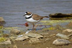 Flussregenpfeifer (Charadrius dubius)