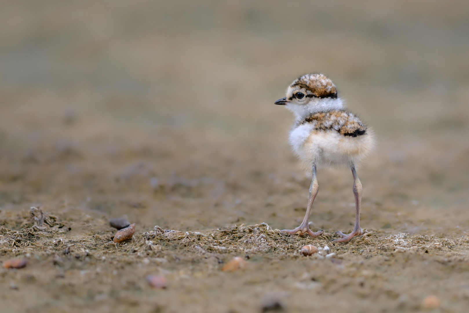 Flussregenpfeifer (Charadrius dubius)