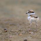 Flussregenpfeifer (Charadrius dubius)