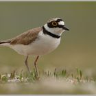 Flußregenpfeifer (Charadrius dubius)