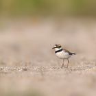 Flussregenpfeifer (Charadrius dubius)