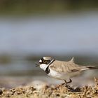 Flussregenpfeifer (Charadrius dubius)