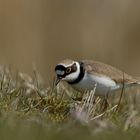 Flussregenpfeifer (Charadrius dubius) 