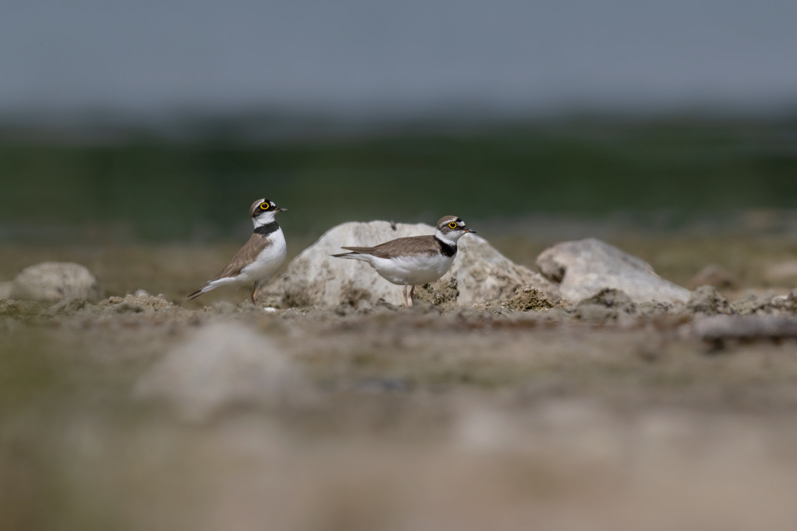 Flussregenpfeifer (Charadrius dubius)