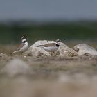 Flussregenpfeifer (Charadrius dubius)