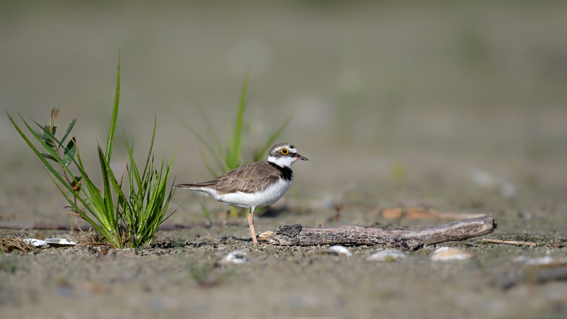 Flussregenpfeifer (Charadrius dubius)