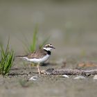 Flussregenpfeifer (Charadrius dubius)