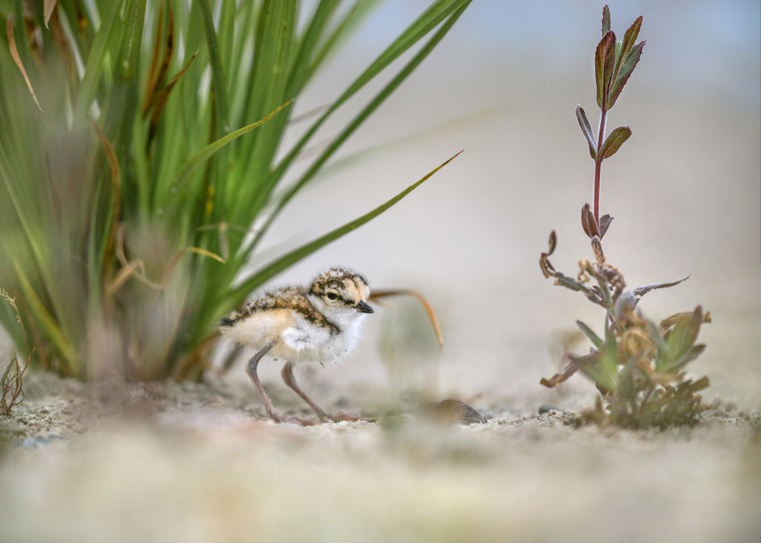 Flussregenpfeifer (Charadrius dubius)