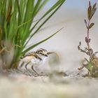 Flussregenpfeifer (Charadrius dubius)