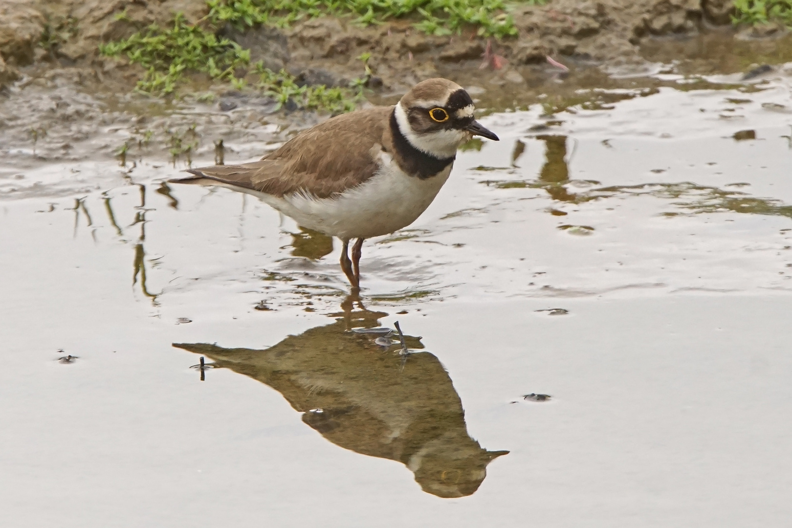 Flußregenpfeifer (Charadrius dubius)