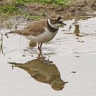 Flußregenpfeifer (Charadrius dubius)