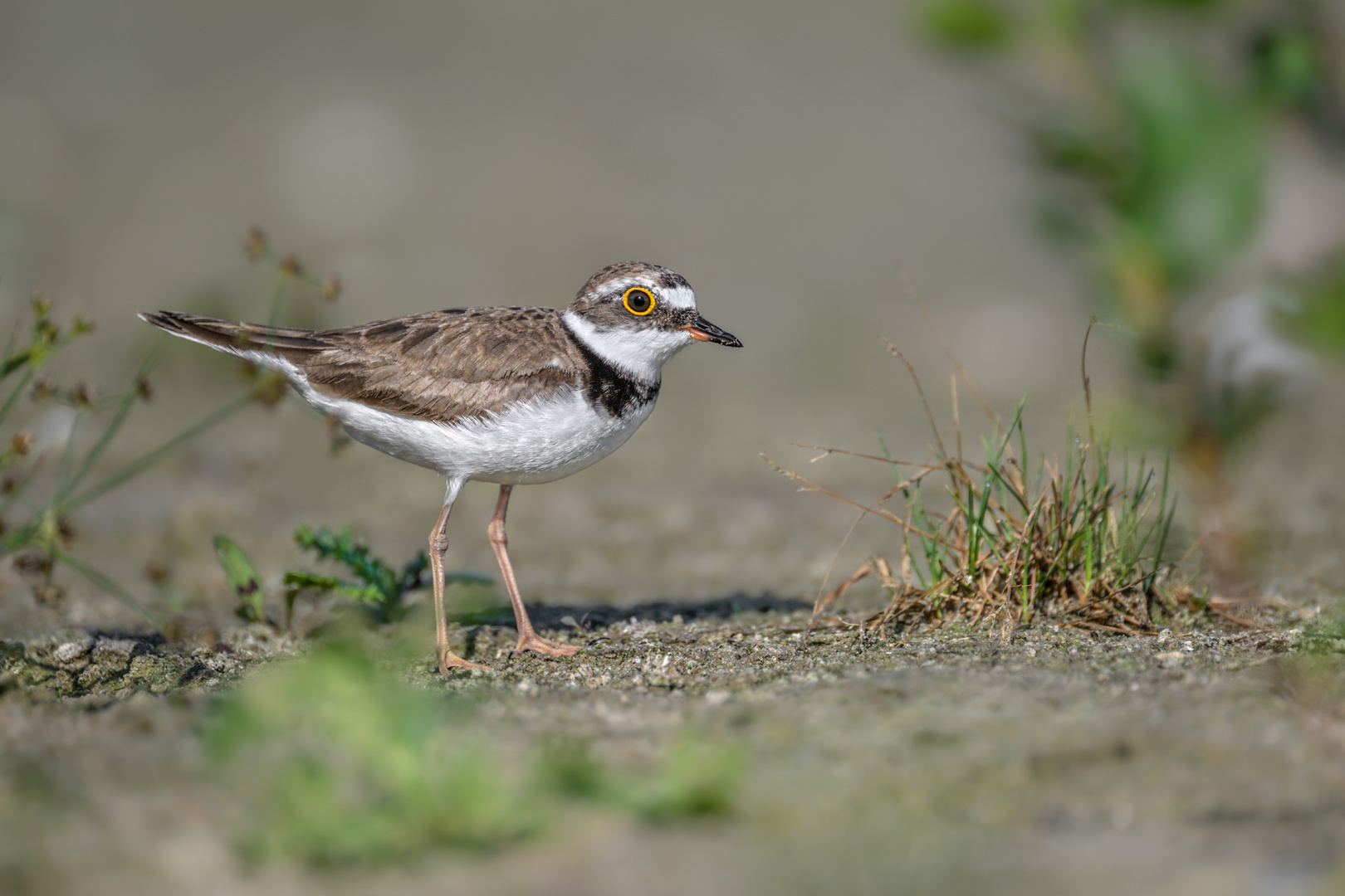 Flussregenpfeifer (Charadrius dubius)