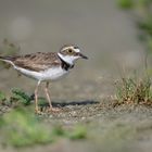 Flussregenpfeifer (Charadrius dubius)