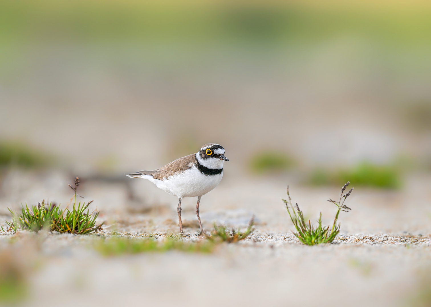 Flussregenpfeifer (Charadrius dubius)