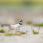 Flussregenpfeifer (Charadrius dubius)