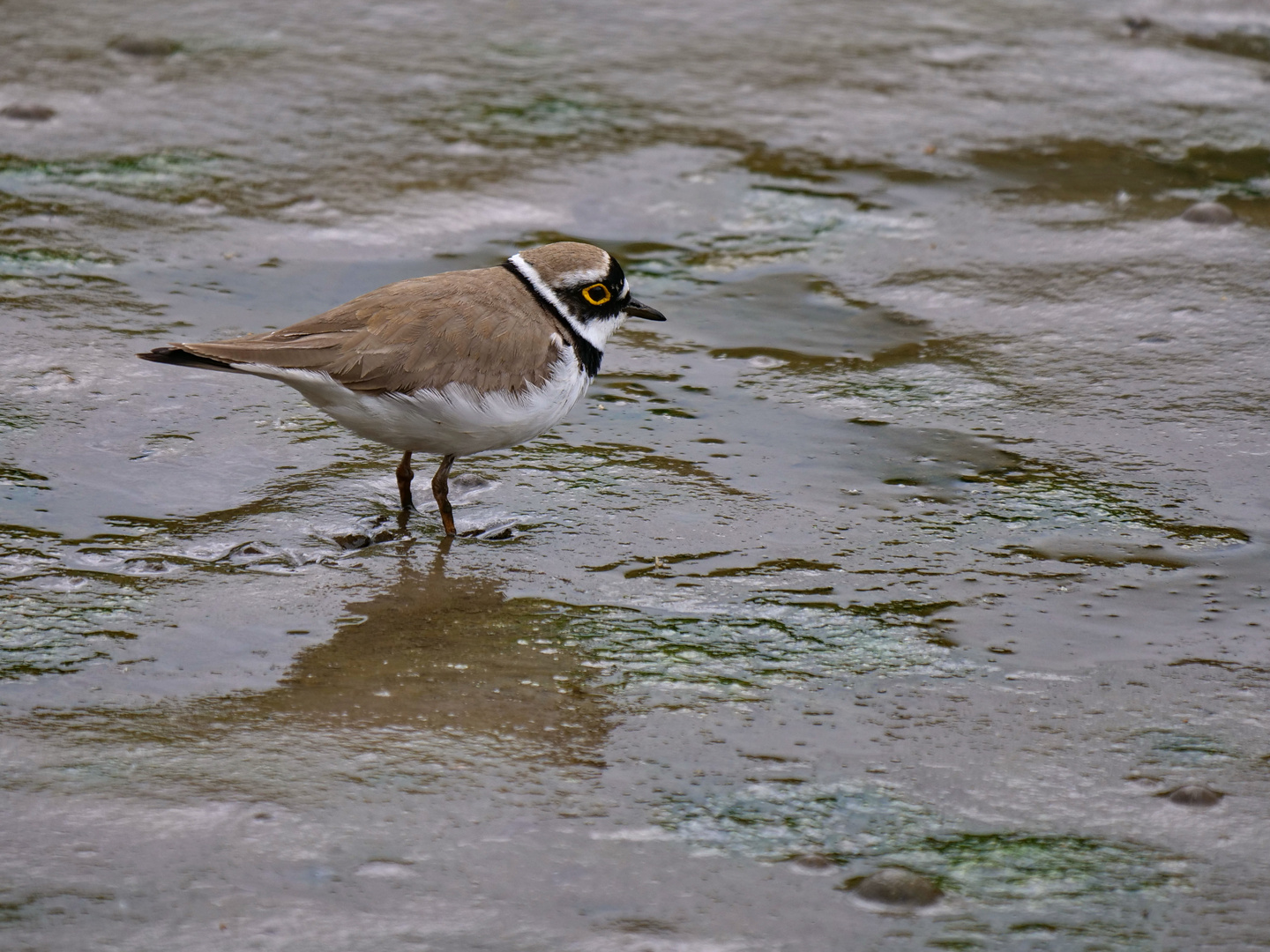 Flussregenpfeifer (Charadrius dubius)