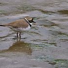 Flussregenpfeifer (Charadrius dubius)