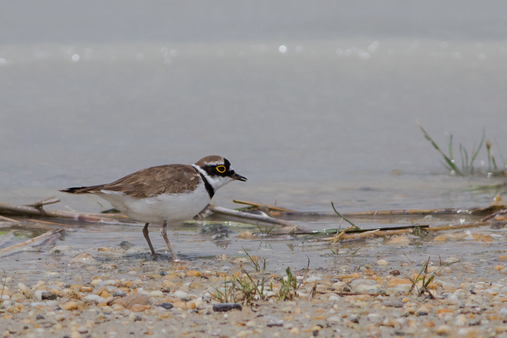 Flußregenpfeifer ( Charadrius dubius)