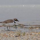 Flußregenpfeifer ( Charadrius dubius)