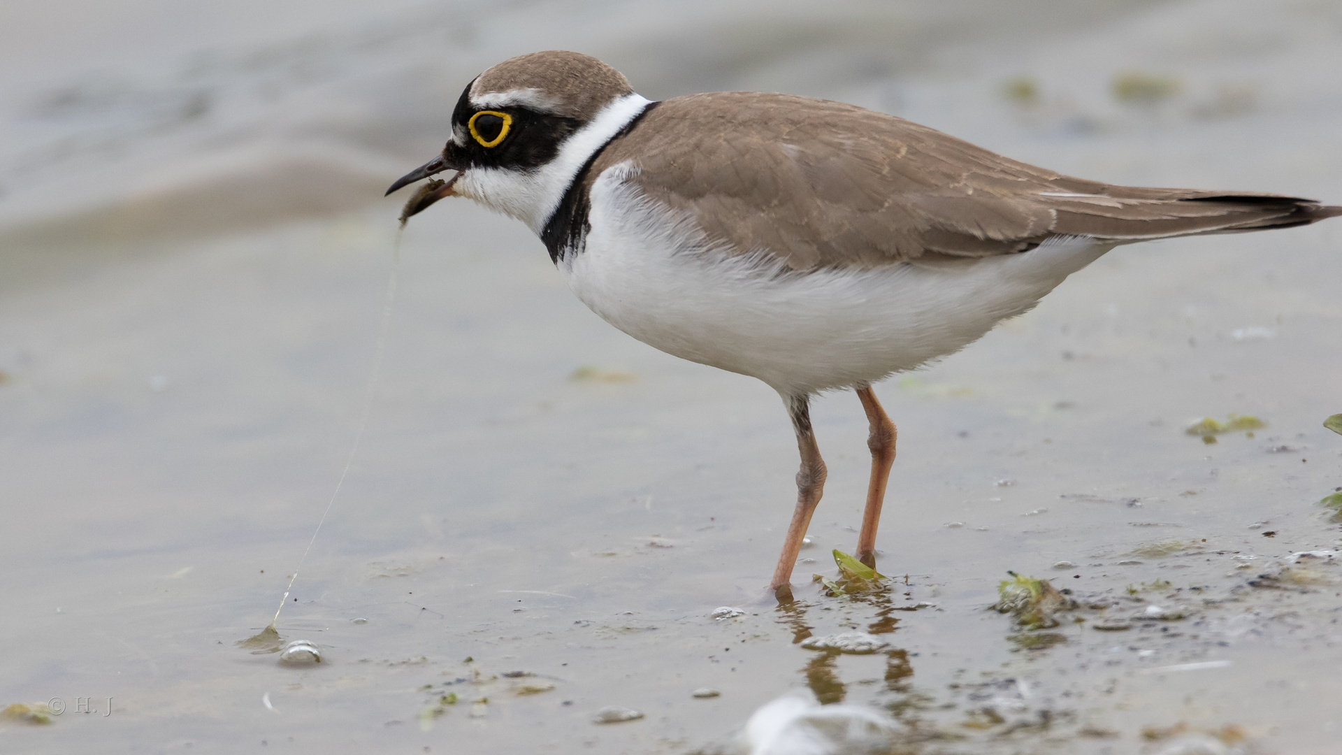 Flussregenpfeifer (Charadrius dubius)