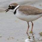 Flussregenpfeifer (Charadrius dubius)