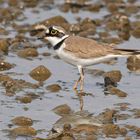 Flussregenpfeifer - Charadrius dubius -