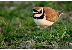 Flußregenpfeifer (Charadrius dubius)