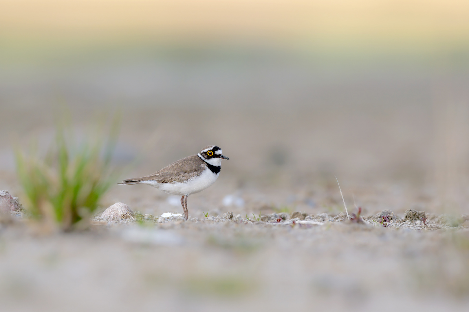 Flussregenpfeifer (Charadrius dubius) 