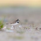 Flussregenpfeifer (Charadrius dubius) 